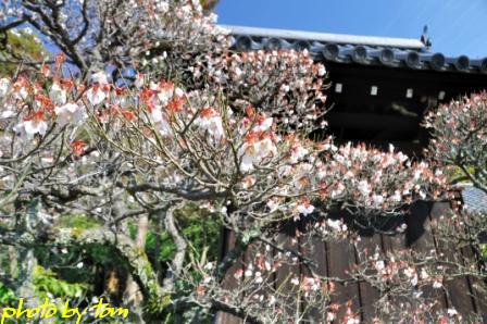 京を歩く～洛南「泉涌寺の梅」 _b0155692_19474150.jpg