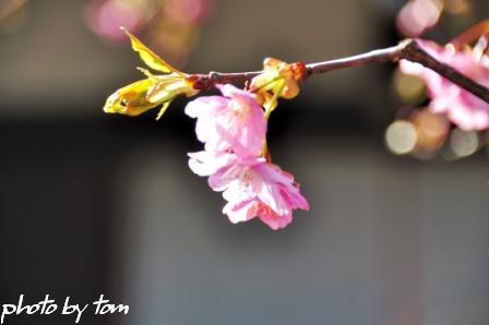 京を歩く～洛南「泉涌寺の梅」 _b0155692_1948750.jpg