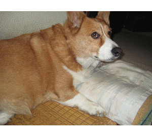a0076594_14144620.gif
