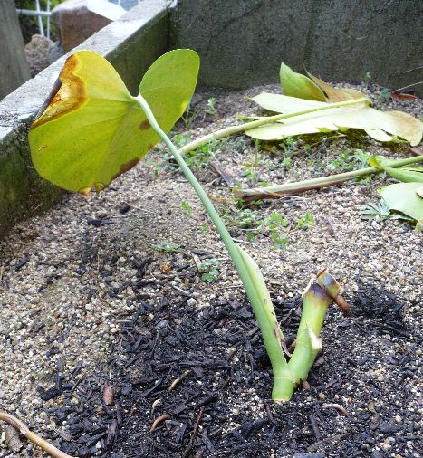 地植えモンステラ力尽きる モンスとツバメ 地植えモンステラ力尽きる モンスとツバメ