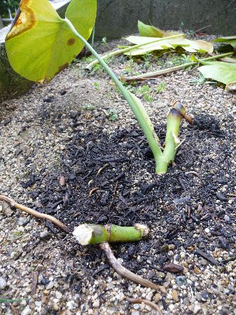 地植えモンステラ力尽きる モンスとツバメ