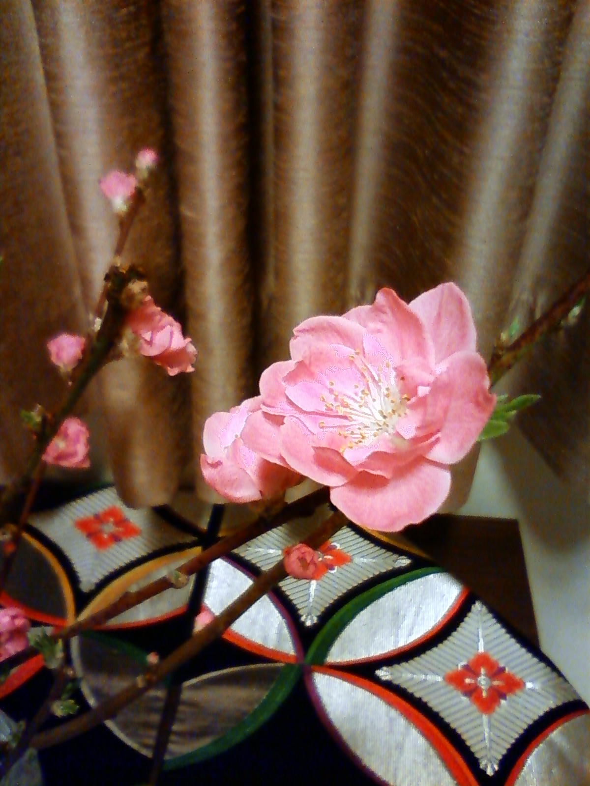 桃の花★_b0160614_1381735.jpg
