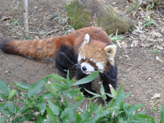 平日のテッカマキ　（埼玉ZOO）_d0072521_2324519.jpg