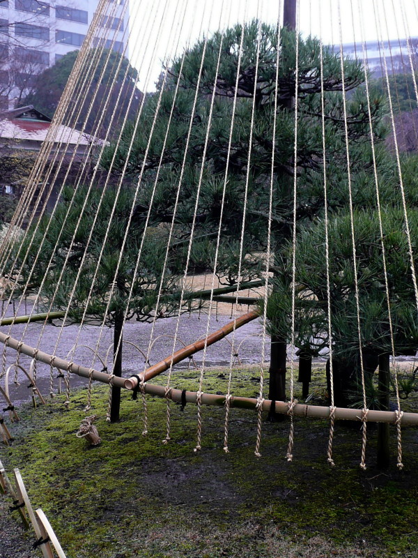 雨の小石川後楽園２_c0192843_21552132.jpg