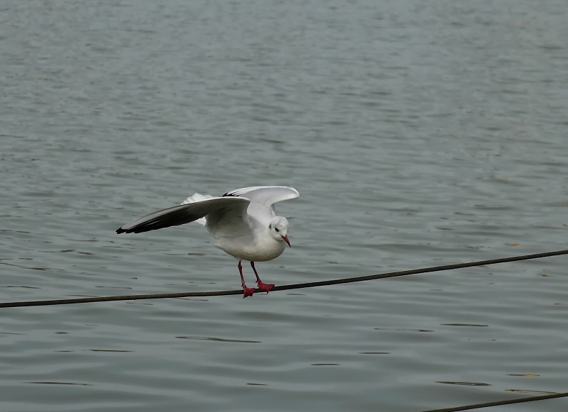 不忍池の水鳥たち　☆_d0146247_2212434.jpg