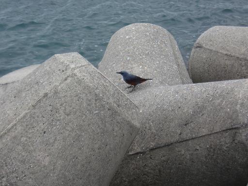 崎原古墓群(さちばるこぼぐん)_c0180460_22154384.jpg