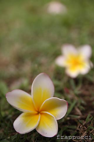d0056263_22572967.jpg