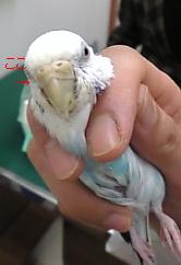 セキセイインコのメスの蝋膜(ロウマク)をチェック_c0049870_14163984.jpg