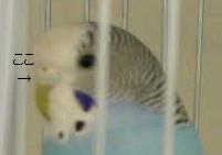 セキセイインコのメスの蝋膜(ロウマク)をチェック_c0049870_1425927.jpg