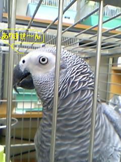 鳥とオウム病_c0049870_18561976.jpg