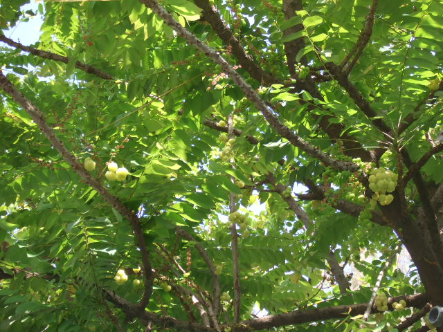 e0074192_1210586.jpg