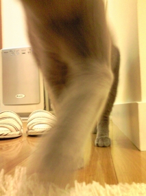 c0181601_1225345.jpg