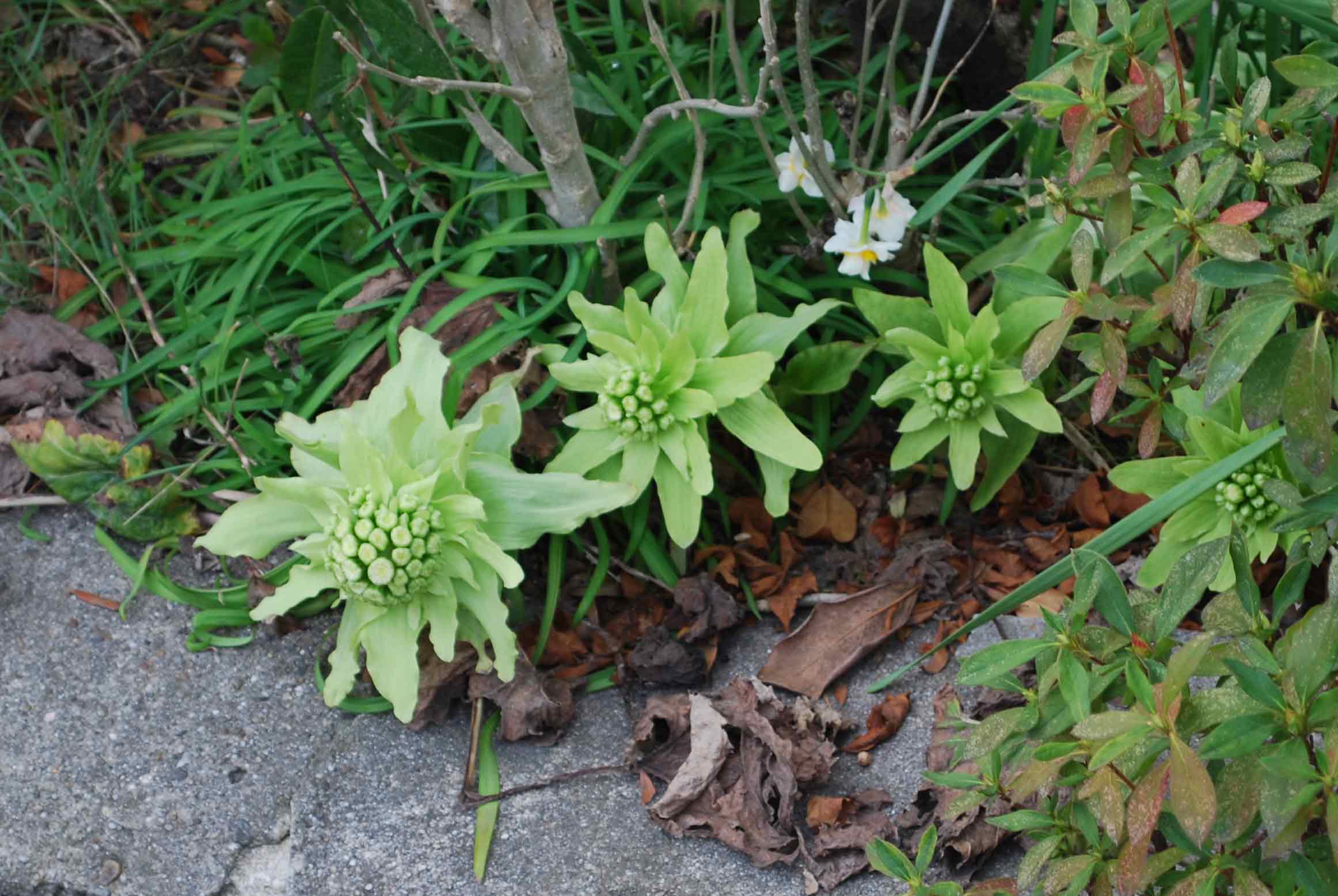 a0117603_2383417.jpg
