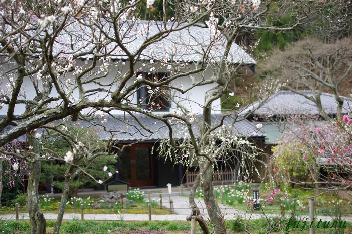 円覚寺から東慶寺　にまわって3_b0151409_22542839.jpg