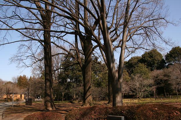 神代植物園・いろいろ～～_c0083210_1011572.jpg