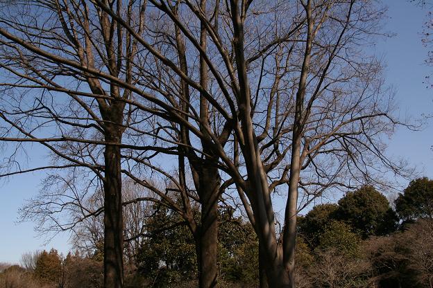 神代植物園・いろいろ～～_c0083210_17452899.jpg