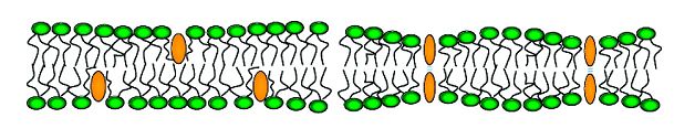 万能薬ウコンの謎が解けた_c0025115_1623113.jpg