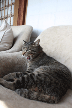 e0156015_1941209.gif