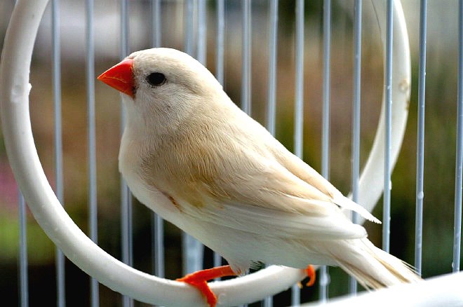 我が家のペット 錦華鳥に奇妙な行動が始まりました 料理と趣味の部屋