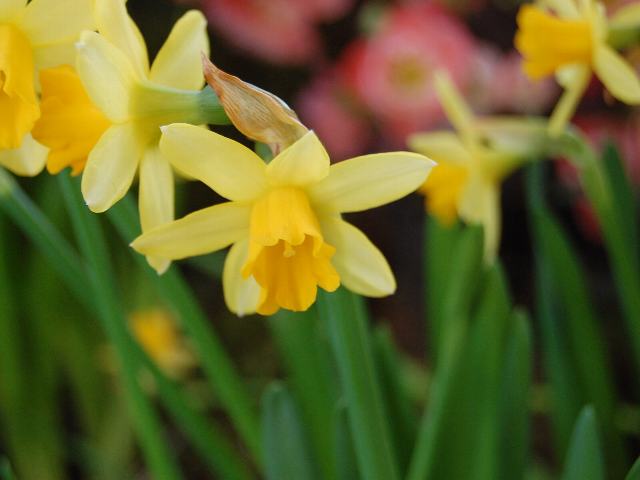 ミニ水仙 テータテート 花の仲間調べ