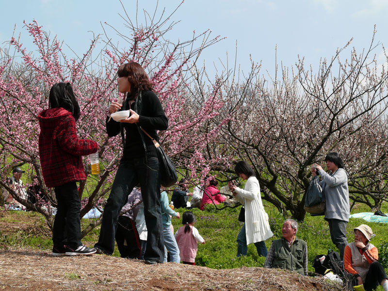 梅祭りの日に（牛尾梅林最終回）_c0014538_12131860.jpg