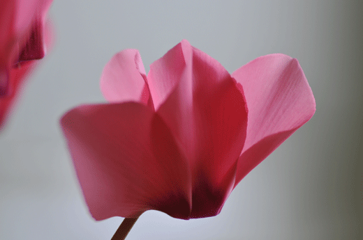 c0093046_1011281.gif