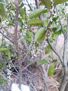 c0100148_11251191.jpg
