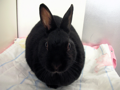 正面からど ん ふらんす黒うさぎ