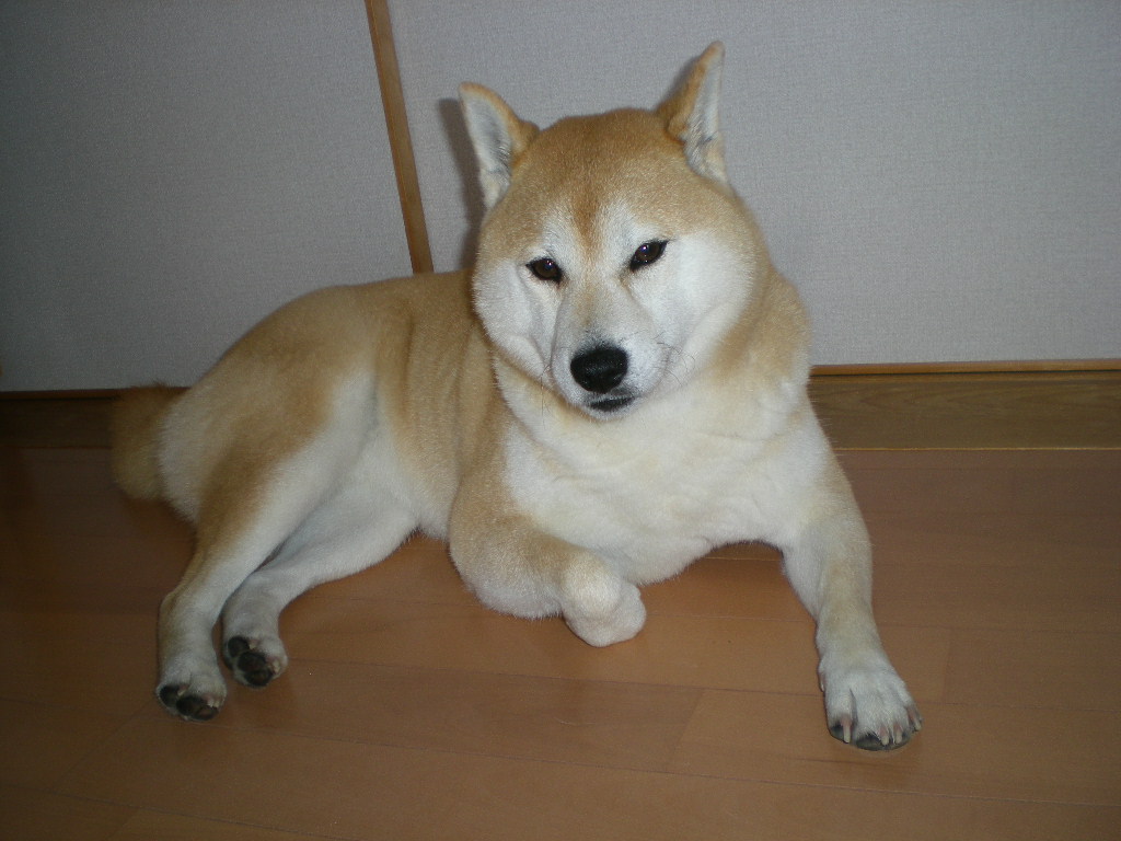 2009年3月7日(土)今日のバトルはどんなバトル?_f0060461_203231.jpg