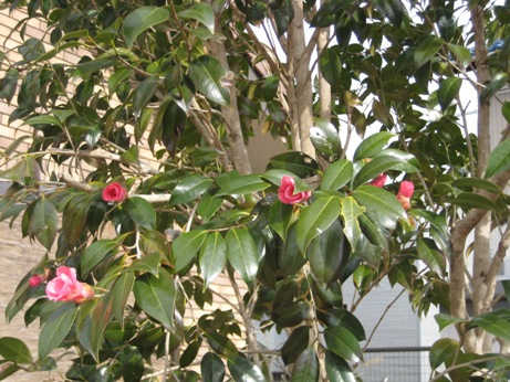 松茸のような椎茸_b0100062_21321190.jpg