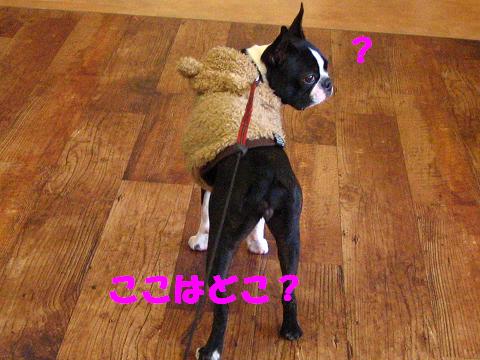 犬見知り！？_a0107174_2043159.jpg