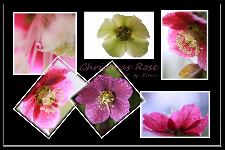 Christmas Rose_f0164575_2153086.jpg