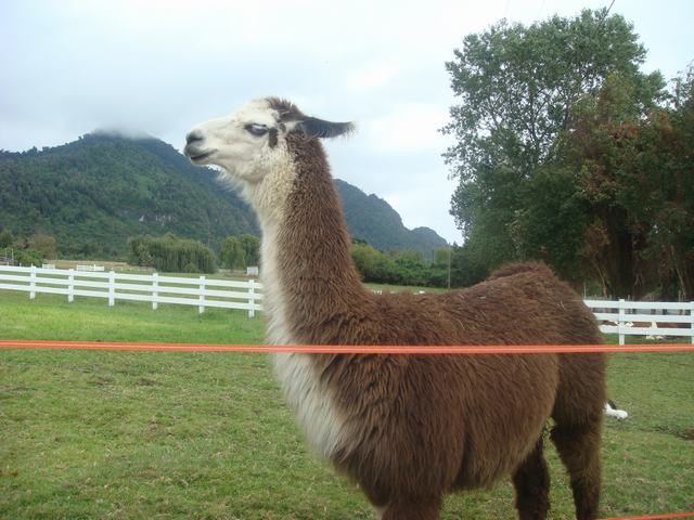 チリの火山国立公園とその街、_d0100880_3371628.jpg