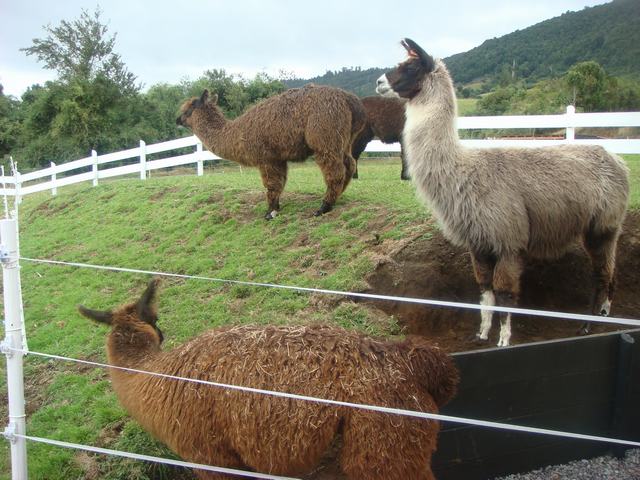 チリの火山国立公園とその街、_d0100880_3382846.jpg