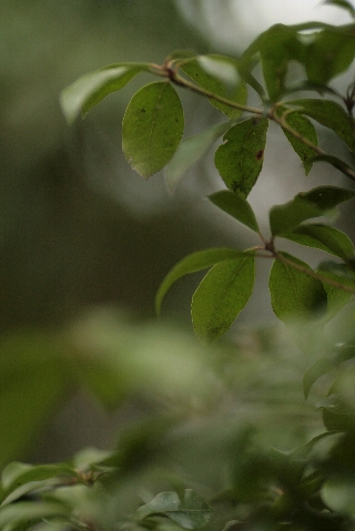 d0133693_1935046.jpg