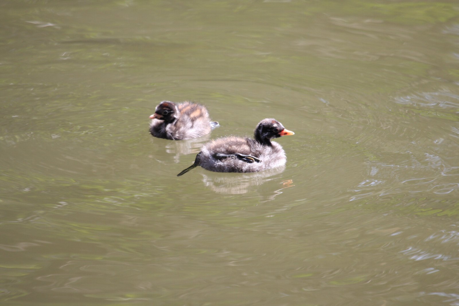 【井の頭公園のあの親子たち】_e0167295_19385422.jpg