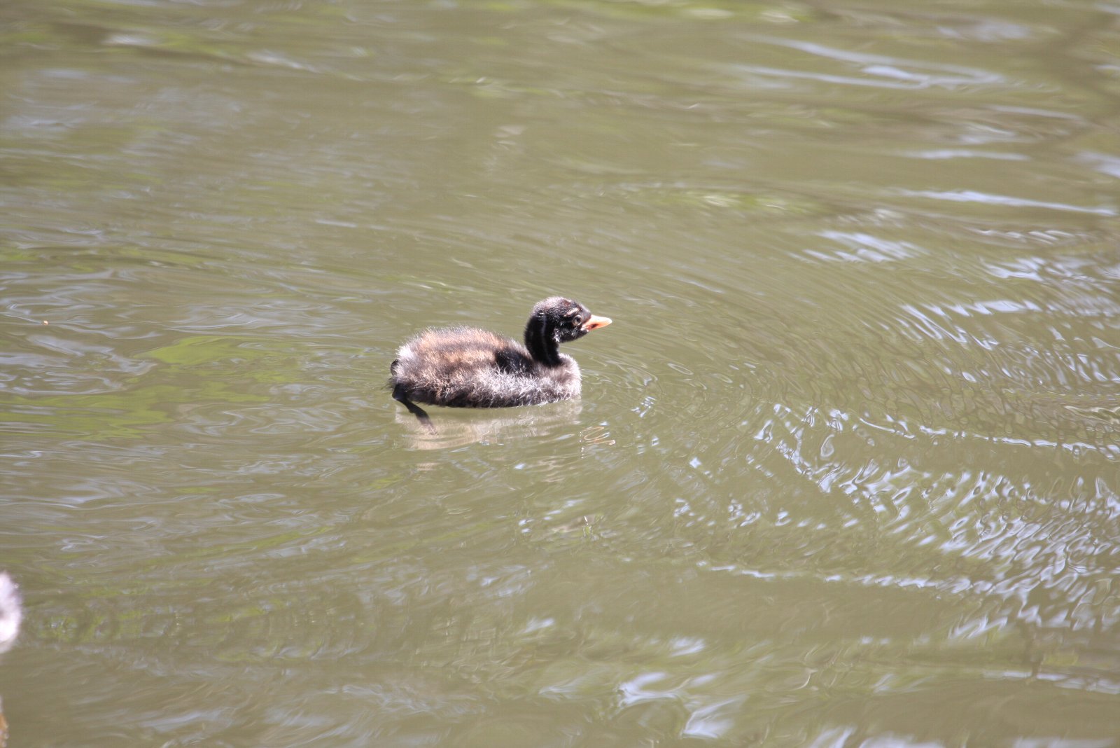 【井の頭公園のあの親子たち】_e0167295_19392592.jpg