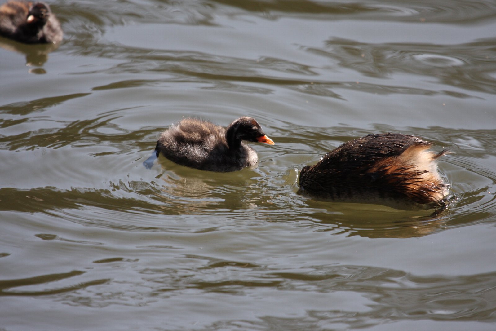 【井の頭公園のあの親子たち】_e0167295_19395875.jpg