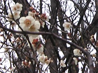 梅～桃～桜_b0129897_18373580.jpg