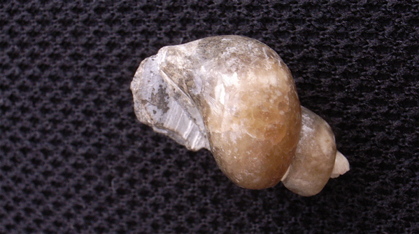 c0015099_842995.jpg
