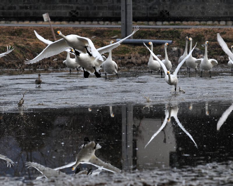 気球に驚く白鳥達_e0103903_17514474.jpg