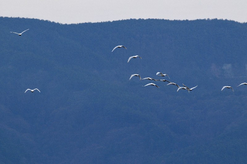 気球に驚く白鳥達_e0103903_17534984.jpg