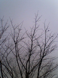 a0011909_2212299.jpg