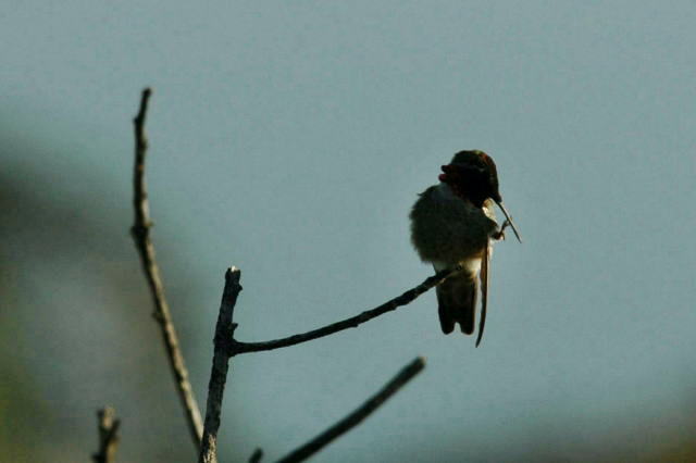 Hummingbird in the wilderness_d0139709_5535948.jpg