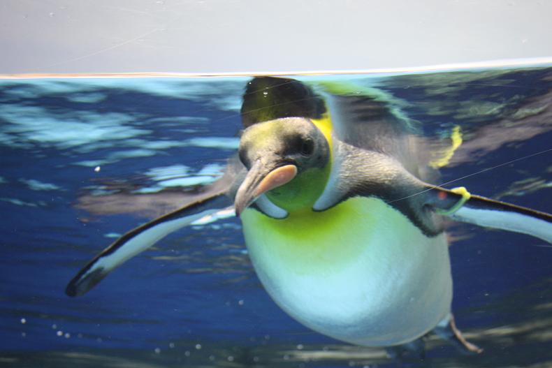 初水族館_b0132915_2271821.jpg