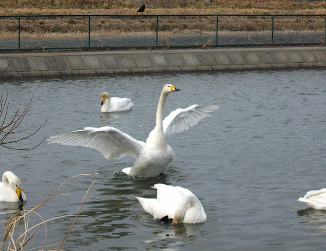 図書館、白鳥、そして・・・_f0143119_18474171.jpg