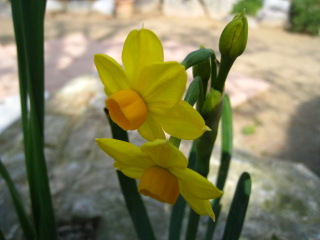 YELLOW SUNSHINE 　 ～黄色い花～_e0134835_2045187.jpg