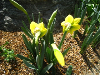 YELLOW SUNSHINE 　 ～黄色い花～_e0134835_2072437.jpg