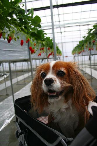 Strawberry picking　〜イチゴ狩り♪〜_d0146341_2126824.jpg