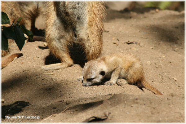 ミーアキャット母ちゃんと三つ子の赤ちゃん_f0027944_1434560.jpg